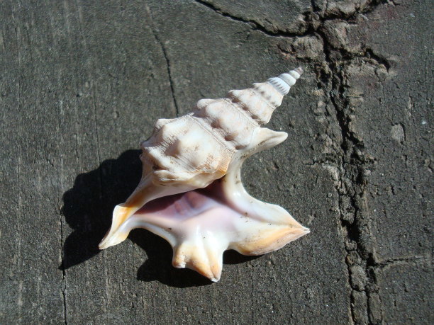 Common Pelican's Foot