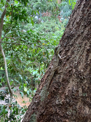 Calotes ceylonensis