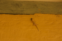 Hemidactylus depressus