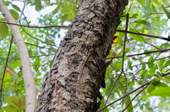 Otocryptis nigristigma