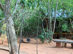 Semnopithecus priam thersites