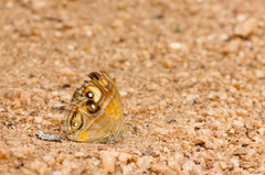 Mycalesis patnia