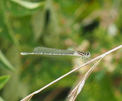 Enallagma durum
