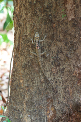 Calotes ceylonensis