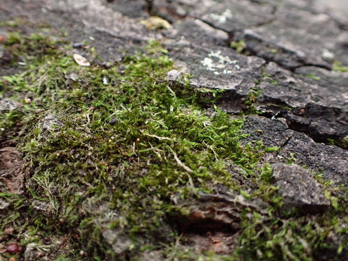 Sematophyllum subhumile observed 2025-05-13