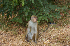 Macaca sinica sinica