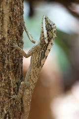 Calotes ceylonensis