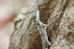 Calotes ceylonensis