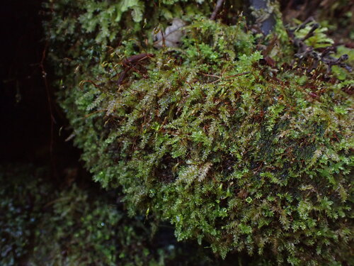 Rhynchostegium laxatum observed 2025-05-14