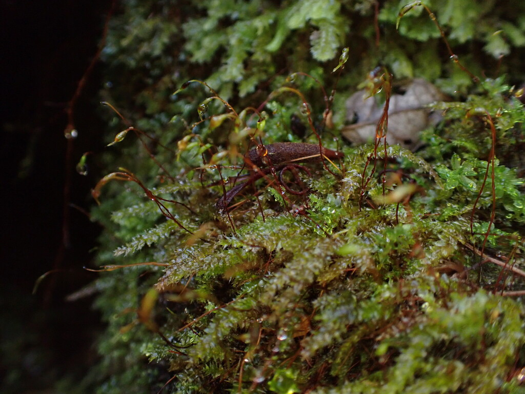 Rhynchostegium laxatum