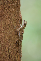 Calotes ceylonensis