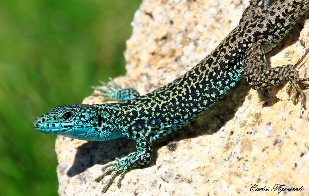 Iberian Mountain Lizard