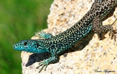Iberian Mountain Lizard photo 1