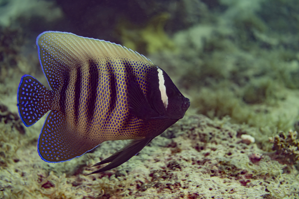 Sixbar angelfish (Pomacanthus sexstriatus) — Pomacanthidae