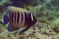 Sixband Angelfish