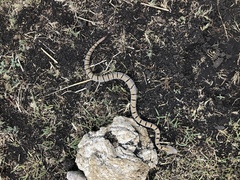 Crotalus morulus