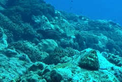 Notolabrus inscriptus