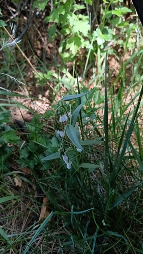 Fendler's Bluebell (Mertensia fendleri)