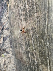 Leptomyrmex nigriventris
