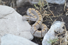 Crotalus morulus