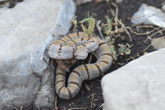 Crotalus morulus