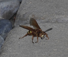 Sphecius convallis