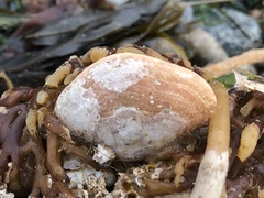 Brachiopoda
