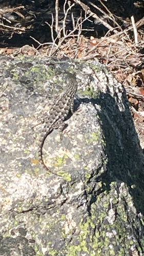iNaturalist observation photo of Western Fence Lizard