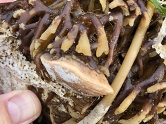 Brachiopoda
