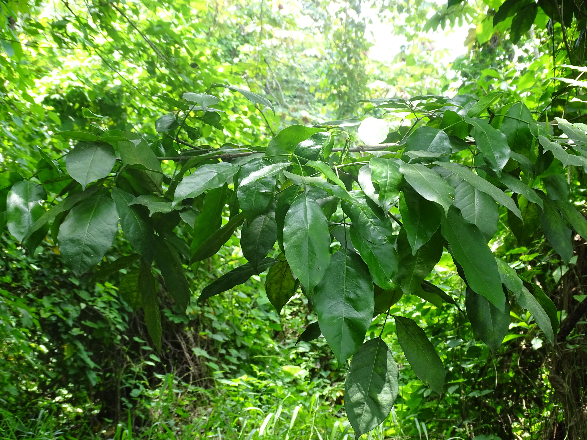 Platymiscium dimorphandrum