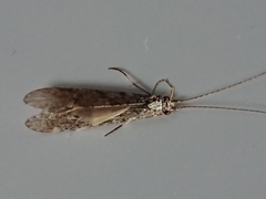Triplectidinae