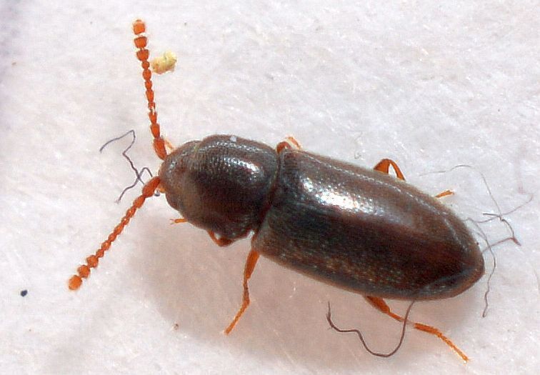 Atomaria linearis