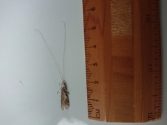 Triplectidinae
