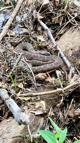 Northern Water Snake