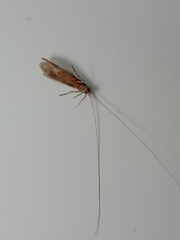 Triplectidinae