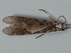 Triplectidinae
