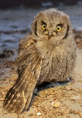 Otus scops