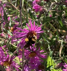Svastra obliqua obliqua