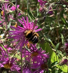 Svastra obliqua obliqua