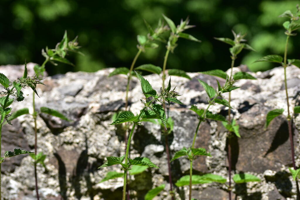 Urtica dioica