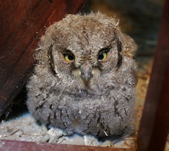 Otus scops