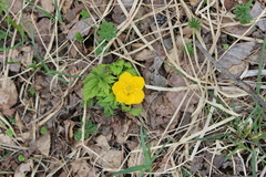 Trollius ranunculinus
