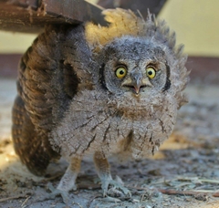 Otus scops