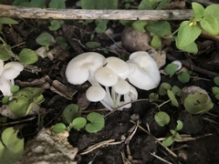 Entoloma sericellum