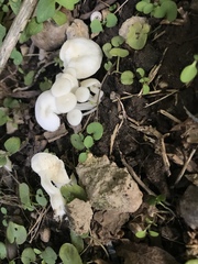 Entoloma sericellum