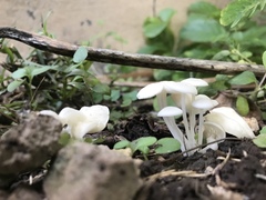 Entoloma sericellum