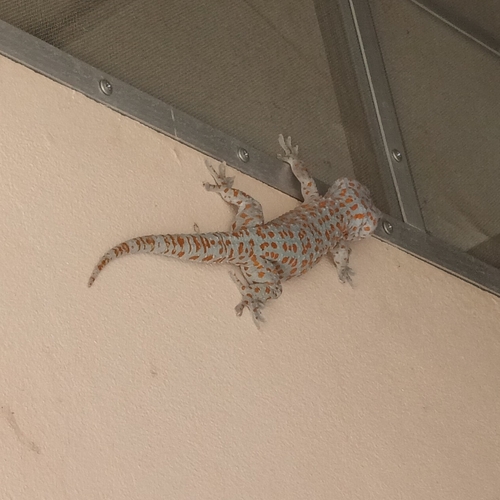 Tokay Gecko