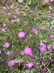 Agalinis setacea
