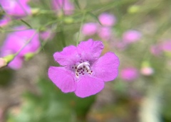 Agalinis setacea
