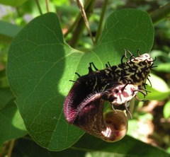 Aristolochia taliscana